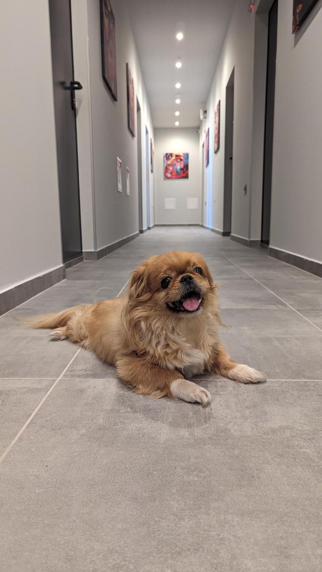 Dorm Bg Pet-Friendly Aparthotel 스타라 자고라 외부 사진